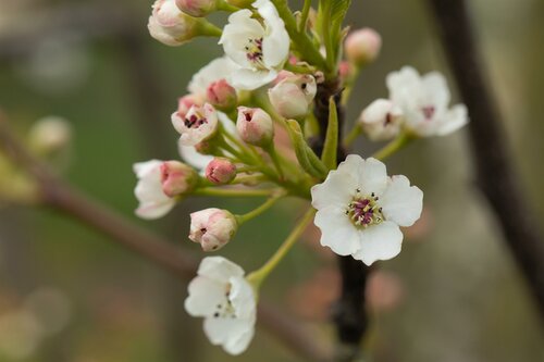 Pyrus Cal. 'Chanticleer' Leivorm 10-12 - afbeelding 2