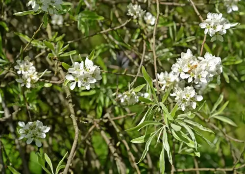 Pyrus salicifolia 'Pendula' - afbeelding 2