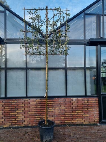 Quercus ilex Leivorm 8-10 - afbeelding 1