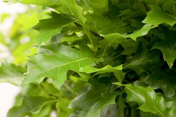 Quercus palustris Dakvorm 10-12 - afbeelding 2