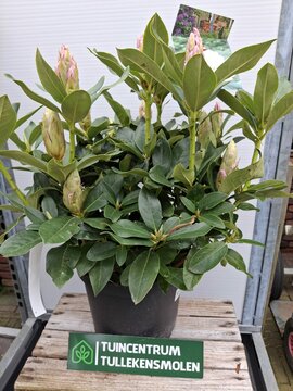 Rhododendron Cunningham's White - afbeelding 1