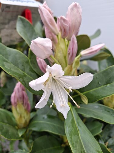 Rhododendron Cunningham's White - afbeelding 2