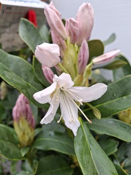 Rhododendron Cunningham's White - afbeelding 2