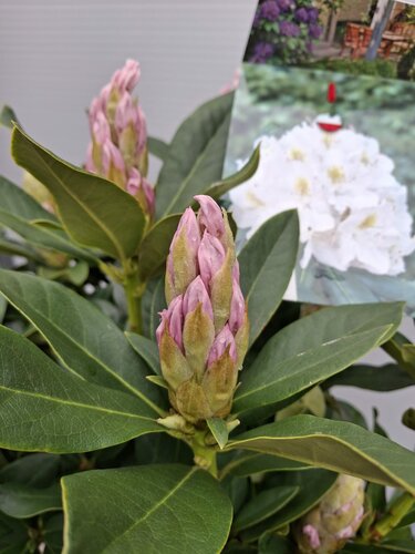 Rhododendron Cunningham's White - afbeelding 3