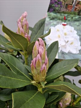Rhododendron Cunningham's White - afbeelding 3