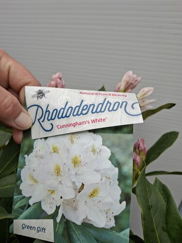 Rhododendron Cunningham's White - afbeelding 4