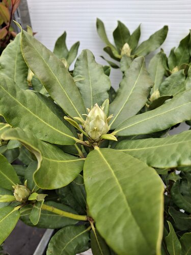 Rhododendron Nova Zembla - afbeelding 2