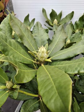Rhododendron Nova Zembla - afbeelding 2