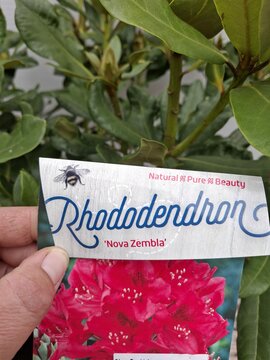 Rhododendron Nova Zembla - afbeelding 3