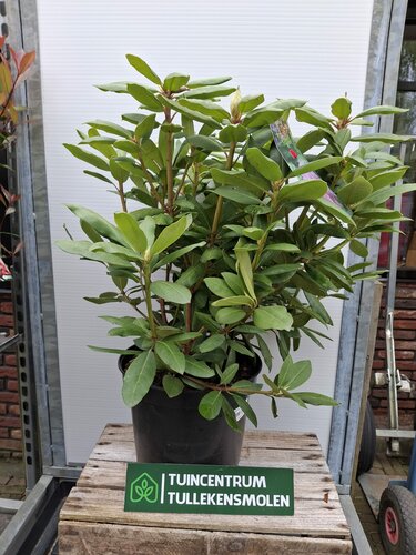 Rhododendron Roseum Elegans - afbeelding 1