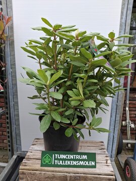 Rhododendron Roseum Elegans - afbeelding 1