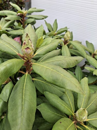 Rhododendron Roseum Elegans - afbeelding 2