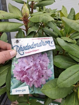 Rhododendron Roseum Elegans - afbeelding 3