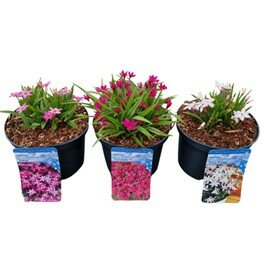 Rhodoxis Mix C2