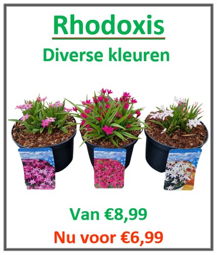 Rhodoxis Mix C2