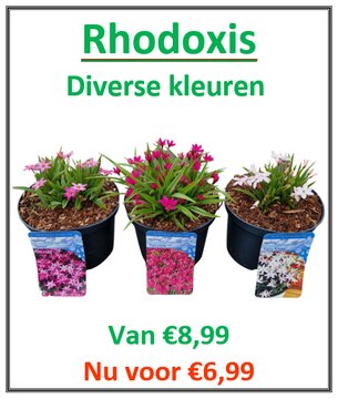 Rhodoxis Mix C2