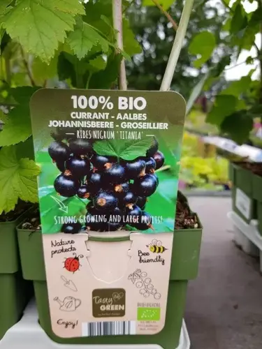 Ribes nigrum 'Titania' 100% Bio - afbeelding 2