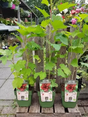 Ribes rubrum 'Jonkheer van Tets' 100% Bio - afbeelding 1