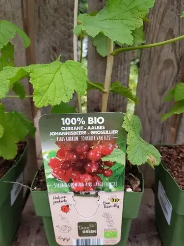Ribes rubrum 'Jonkheer van Tets' 100% Bio - afbeelding 2