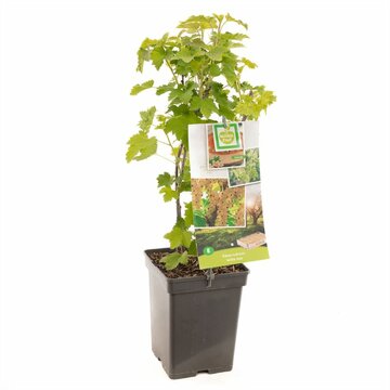 Ribes rubrum Witte bes - afbeelding 1
