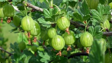 Ribes uva-crispa Hinnonmäki Grön - afbeelding 2