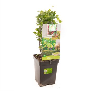 Ribes uva-crispa Hinnonmäki Grön - afbeelding 1