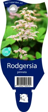 Rodgersia pinnata