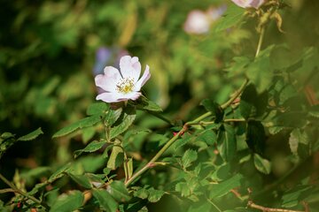 Rosa Canina 60 - 100cm - afbeelding 1