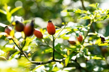 Rosa Canina 60 - 100cm - afbeelding 2
