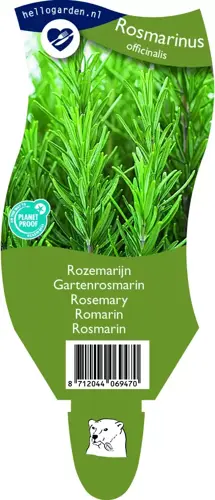 Rosmarinus officinalis