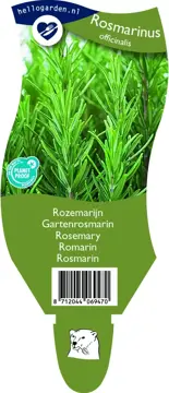 Rosmarinus officinalis