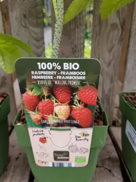Rubus id. 'Malling Promise' 100% Bio - afbeelding 2