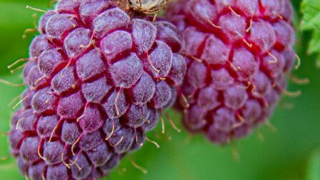 Rubus Loganbes - afbeelding 2
