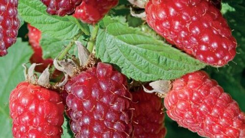 Rubus Tayberry - afbeelding 2
