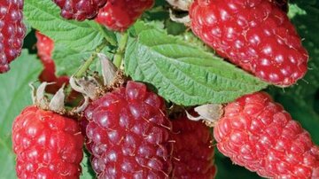 Rubus Tayberry - afbeelding 2