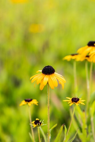 Rudbeckia fulgida speciosa - afbeelding 2