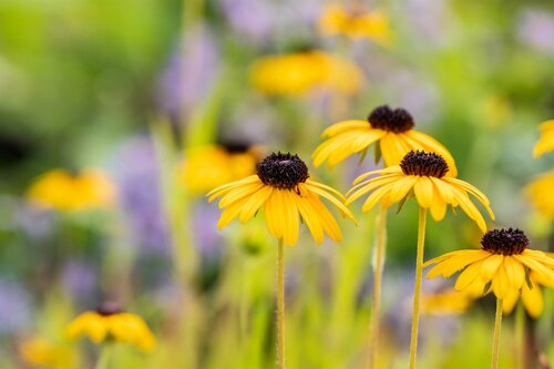 Rudbeckia fulgida speciosa - afbeelding 1
