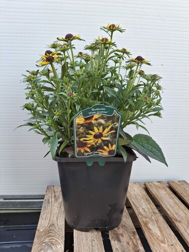 Rudbeckia 'Little Gold Star' - afbeelding 1