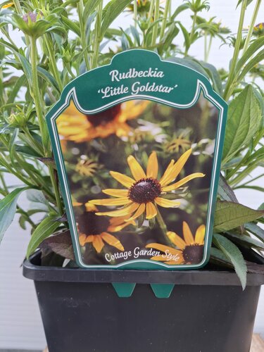 Rudbeckia 'Little Gold Star' - afbeelding 2