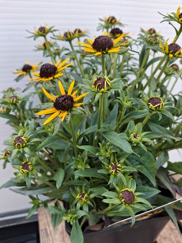 Rudbeckia 'Little Gold Star' - afbeelding 3