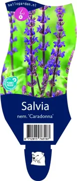 Salvia nem. 'Caradonna'