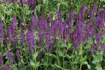 Salvia nem. 'Mainacht' - afbeelding 2