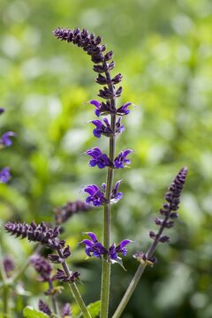Salvia nem. 'Mainacht' - afbeelding 1