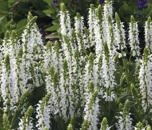 Salvia nem. 'Schneehügel'