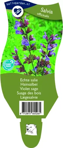 Salvia officinalis