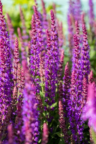 Salvia Ost Friesland - afbeelding 1