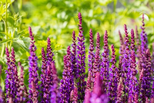 Salvia Ost Friesland - afbeelding 2