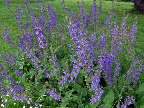 Salvia pratensis - afbeelding 2