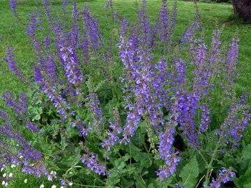 Salvia pratensis - afbeelding 2