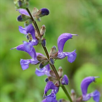 Salvia pratensis - afbeelding 1